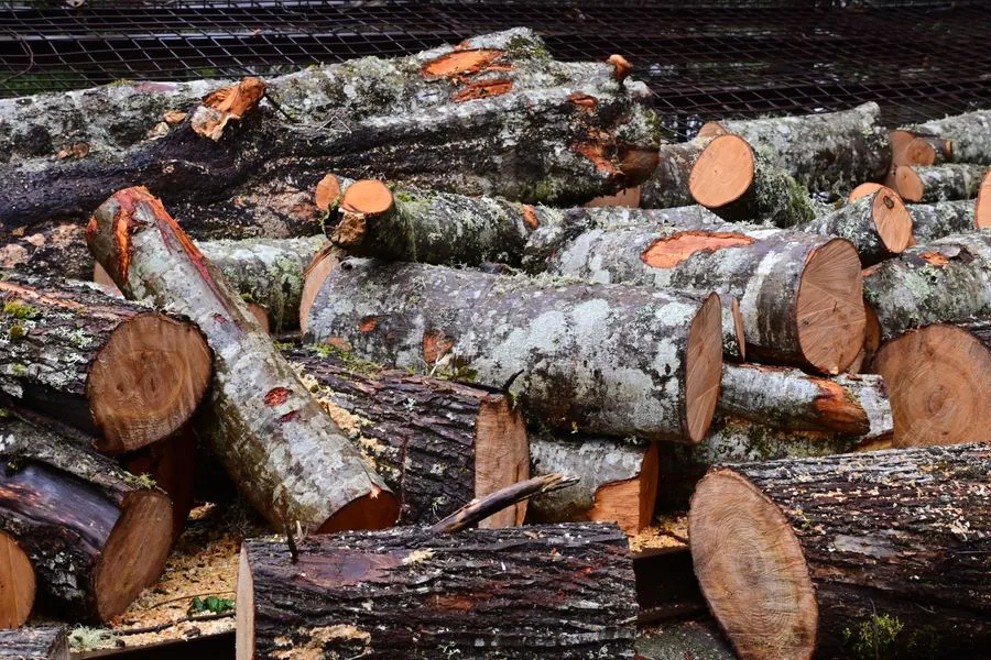 A pile of cut tree branches and limbs from a yard, ready to be hauled