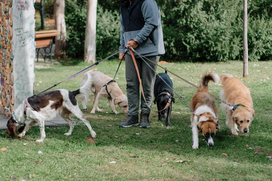 A dog walker out on a walk with dogs on leashes