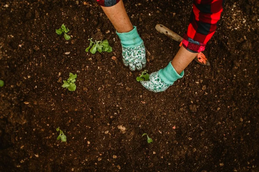 A vetted local pro planting seedlings in a garden bed