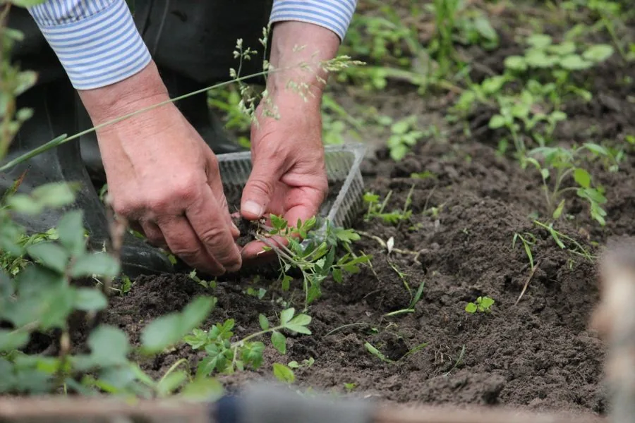 A vetted local pro tending plants in a garden bed