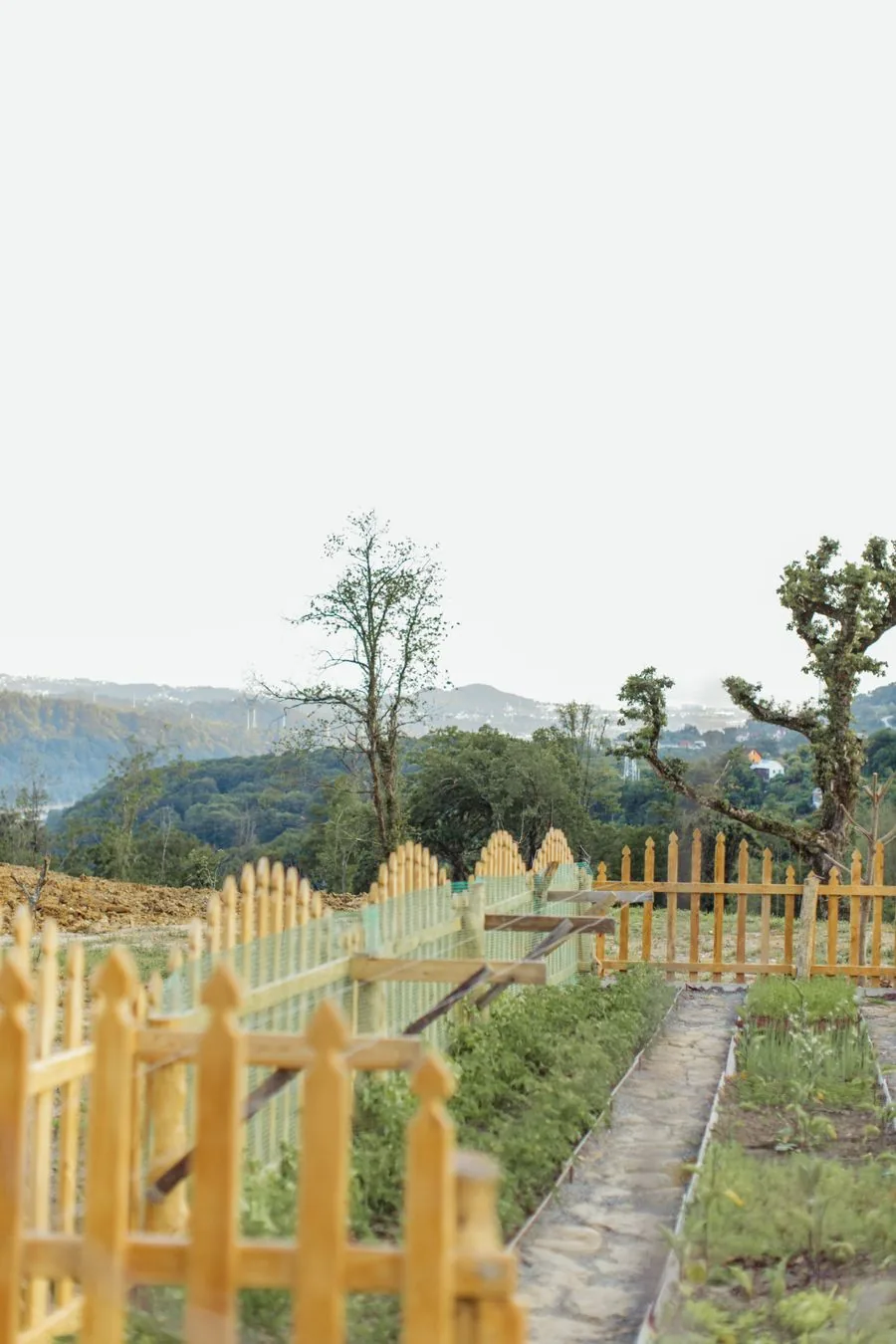 A freshly stained brown wooden fence in a garden