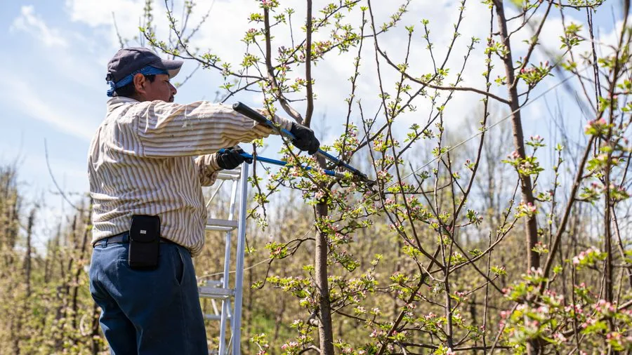 A vetted local pro trimming a tree branch from a ladder