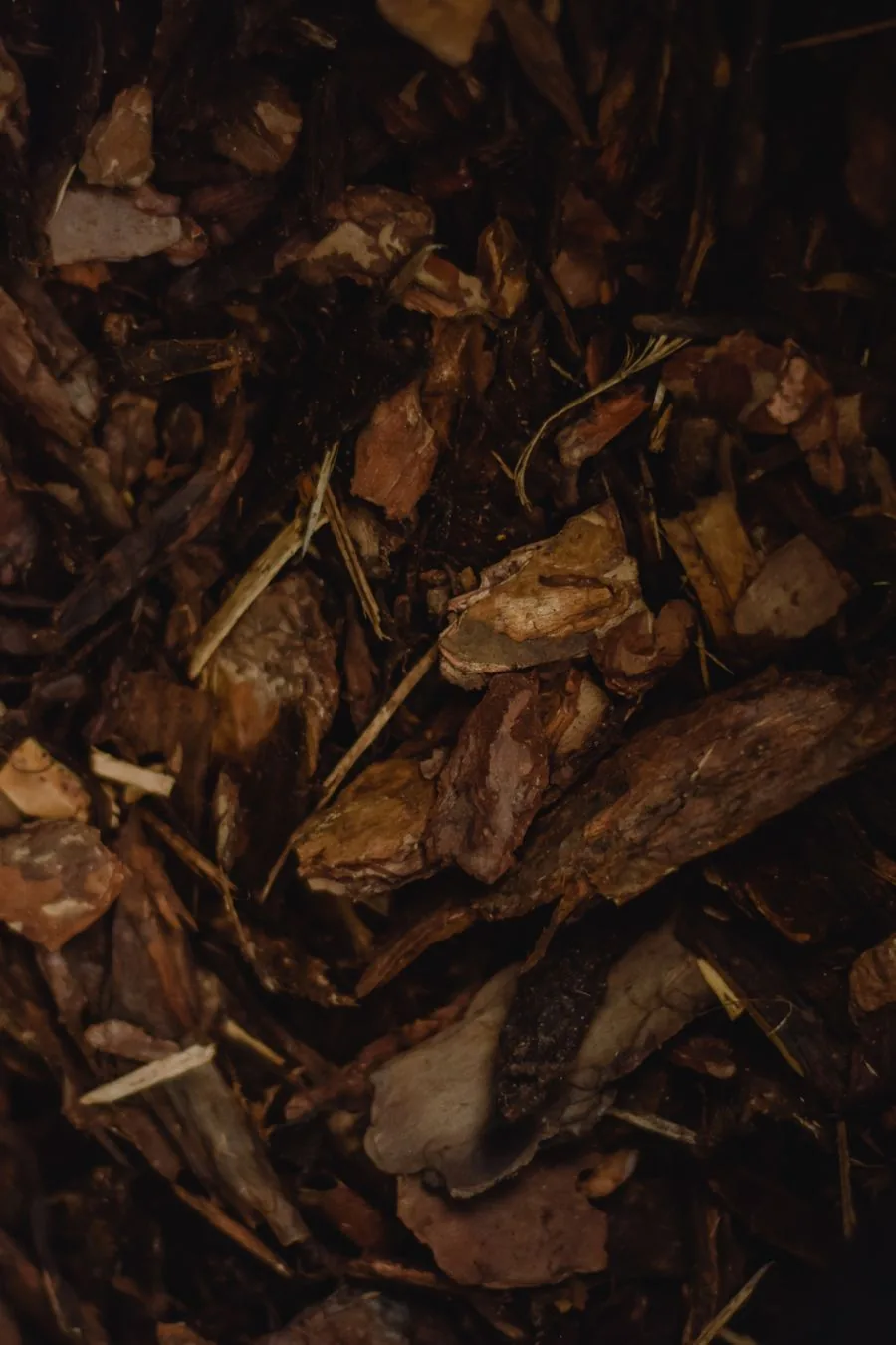Fresh wood-chip mulch spread as ground cover in a garden bed