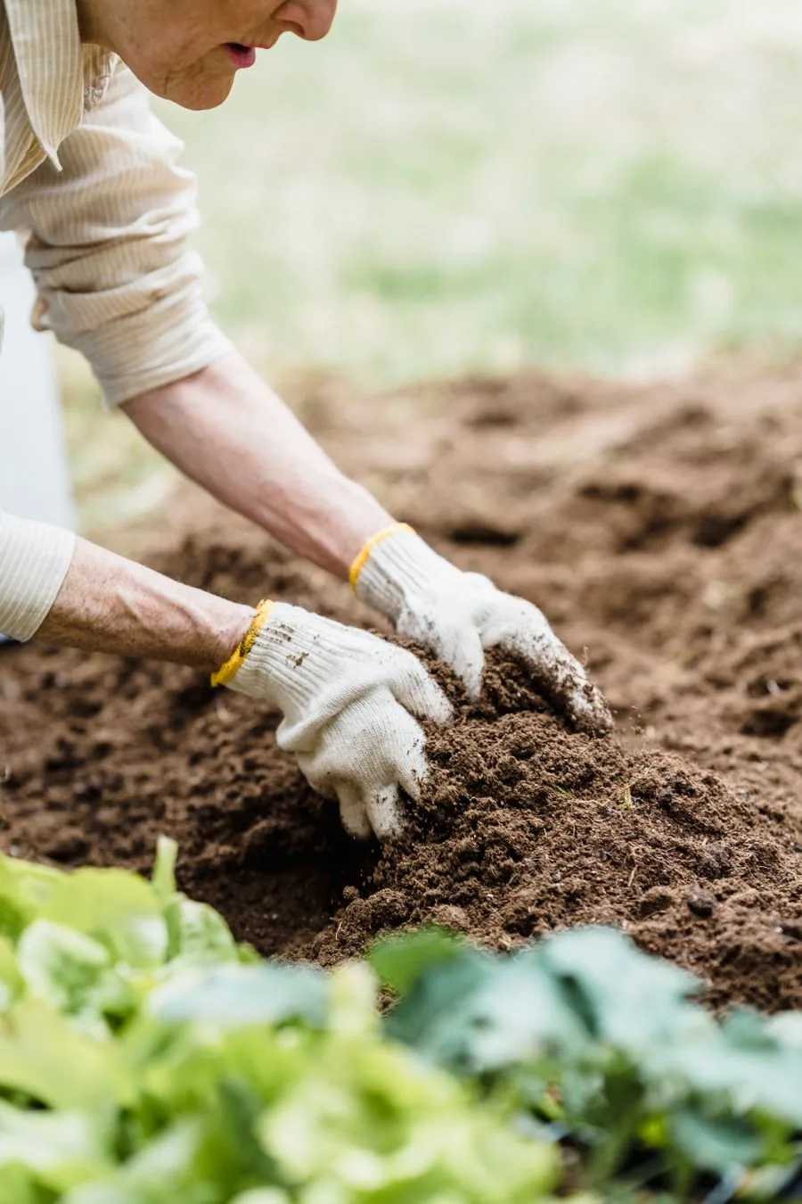 Gloved hands clearing and tending a garden bed