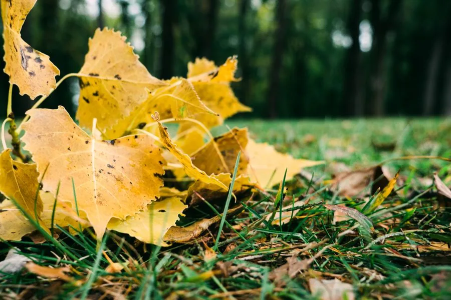 Fallen autumn leaves scattered across a green lawn